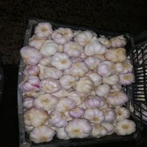  Vente Ail - épices aromates notre société propose des fruits et légumes frais de bonne qualité pour l'export vers différents pays du monde. notre engagement est de fournir à nos clients des produits frais,  bien conditionnés mais aussi dans un délai réduit.--ail --