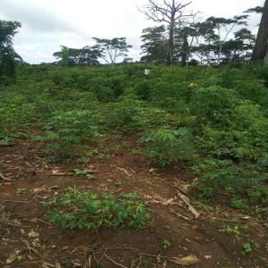  Produits Dérivés Du Manioc En Vente - féculents vente de bâtons de manioc de nkometou à 300 000fcfa  la tonne et de bon couscous blanc de manioc de nnanga eboko à 300 000fcfa la tonne. frais de livraison non inclus. intéressé,  in box. merci.