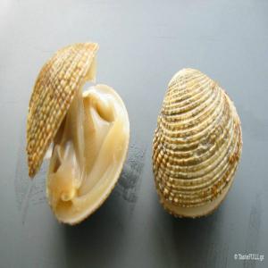  Vend Palourdes Et Coquillages - coquillage crustacé grossiste et p&eacute;cheur de palourdes et coques de gr&egrave;ce.--la p&egrave;che se fait principalement en gr&egrave;ce du nord,  mer &eacute;g&eacute;e,  qui a les caract&eacute;ristiques de la peche en haute mer.--les palourdes de vari&eacute;t&eacute; « venus verrucosa » sont vendues &agrave; p