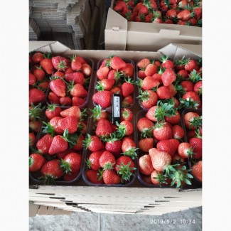  Fraises Fraiches - fruits et légumes fraises fra&icirc;ches (alba,  rumba,  asie,  autres),  du champ de r&eacute;colte en 2019. claire,  ch&eacute;rie,  transportable,  douce,  parfum&eacute;e! bons volumes et qualit&eacute;. nous pr&eacute;parons les documents d'exportation et le d&eacute;douanement. 