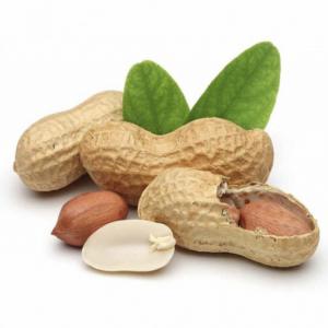 Arachides En Coque - fruits secs et graines grillées bonjour--je suis à la recherche des clients pour la vente des arachides en coque.--je suis capable de vous fournir annuellement 8 à 10 tonnes 