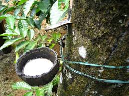  Recherche De Client Hevea - autres bonjour chers partenaires,  nous sommes une société coopérative disposant de plusieurs paysan dans la zone de san pédro. a cet effet ,  nous sommes a la recherche de clients potentiels qui seraient interessés a l'achat de l'hévéa brut.--pour plus d'info