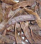  Caroube Du Maroc - fruits secs et graines grillées nous disposons de grandes quantit&eacute;s de caroube de tr&egrave;s bonne qualit&eacute; cueilli dans la r&eacute;gion centre et nord-est du maroc par des petits cultivateurs