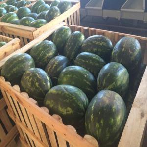  Moroccan Premium Watermelons Melon For Export - fruits and vegetables we have a premium watermelons 6-12kg & melon canary 2-6 kg.--we load in wooden case palox by container depart tangier-med port to any port in the word or by truck to europe.--who want make business this important summer period you're welcome.--also we have a premium cherry.--