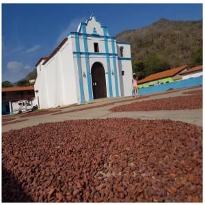  Cacao D'amérique Latine - café cacao thé graine de cacao d'amérique latine de premiere qualité.  