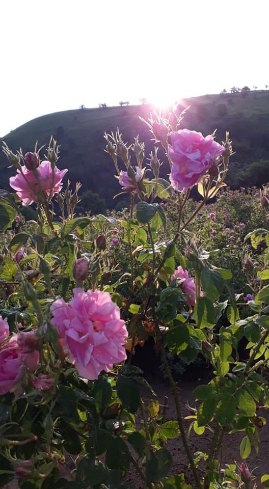  Producteur Bulgare Propose L'essence De Rose - autres producteur bulgare propose essence de rose bulgare,  huile de lavande,  eau de rose,  menthe,  camomille,  hortille