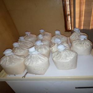  Vente De Mycélium Et De Champignons Sec - champignon levure la maison des champignons comestibles bio  est une entreprise productrice de mycélium (semences de champignons) et de champignons sec  recherche un marché d'écoulement pour nos produits et des partenaires pour l'achat de la productions. ----nous disposons des variét&eacut