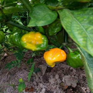  Producteur De Piment Big Sun - fruits et légumes je suis producteur de piment big sun basé dans la région d'abidjan. --recherche acheteur pour partenariat à long terme. 