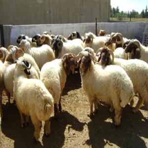  Moutons - animaux vivants nous avons un &eacute;norme march&eacute; dans les pays de golf arabe on demande des moutons du grand calibre l'essentiel du bonne qualit&eacute; pour l'aïd des clients sont en attend