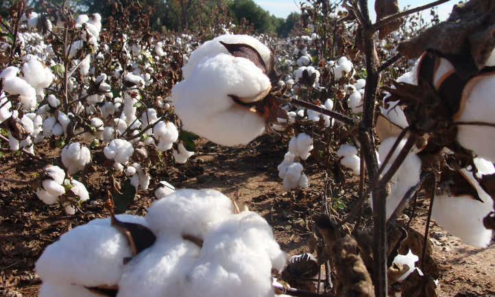  Vente Des Graines De Coton (grossiste) - céréales --1tonne ------> 800euro ---->exwork--1tone------->850-970 euro------> fob;fas;cif