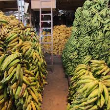  Vente D'attieké Banane Plantains Et Arachide - féculents nous sommes une association de femme qui cultive et produisent toutes sortes de produits agricoles en côte d'ivoire.--actuellement,  nous avons des grosses quantités de bananes plantains,  arachide,  attieké,  mangues,   escargots. ----faites vos commandes