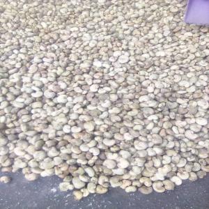  Noix De Cajou - fruits secs et graines grillées bonjour,  chers futurs partenaires dans l'optique de la campagne 2023 de noix de cajou nous la cooperative agricole agrée située au centre ouest de la cote d'ivoire recherche des partenaires et clients serieux pour l'achat de nos noix de cajou brute et pour ceux qui souhaiterais transfo