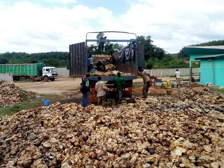  Recherche Acheteurs Hevea - fruits secs et graines grillées nous recherchons des acheteurs de fonds de tasse d'hevea. --prix - 290 fcfa livré à abidjan--mode de paiement- 30% avance et 70% après la pesée.--cela est très urgent 