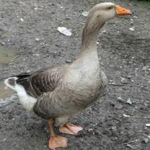  Recherche Fournisseur Poussin D'oie Jour - animaux vivants bonjour,  --je recherche un fournisseur d'oie (de toulouse ou autres  ) d'1 jr,  destination abidjan (rci),  qté 1000 poussins,  par fret aérien. certificat sanitaire obligatoire.  