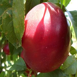  Frais Nectarines De Tunisie - fruits et légumes la nectarine est une vari&eacute;t&eacute; de peches issue d une mutation naturelle des pechers.----la principale diff&eacute;rence est l'absence de duvet sur la nectarine qui a une peau lisse et brillante.----les nectarines sont plus petites que les peches.----la nectarine a des effets b&eacute;n&e