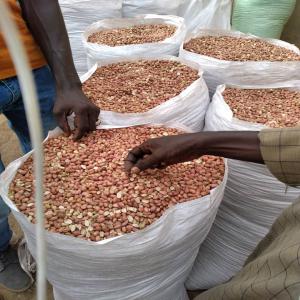  Sénégal Vente D'arachide En Coque Ou Décortiqué - autres nous sommes à la recherche de partenaires pour la vente de 2000 tonnes d'arachides décortiqué et 500 tonnes d'arachides en coque. si vous etes intéressé ,  veillez me contacter pour discuter sur les prix et autres modalités. 