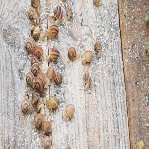  Ferm De Escargot Bulgerie - animaux vivants ferm de escargot o bulgaie vends gros grie helix a.maxima qantite 10 tonne--1categorie 3, 90e.--2categorie 3, 30e.--les prix incl.le transport--pred a vends 01.09.2019