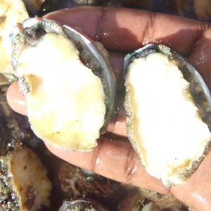  Fruits De Mer Sénégal - poissons notre unit&eacute; d'approvisionnement recherche des clients potentiels au senegal et &agrave; l'&eacute;tranger afin de leur fournir une large gamme de produits - --*crevettes--*ormeaux--*concombres de mer--*pieds de biche--*p&eacute;toncles--*patelles--merci de nous contacter pour plus de renseign