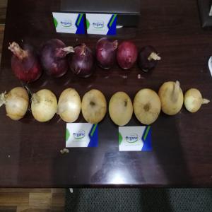  Nos Oignions Rouge Et Jaune Egyotiennes - fruits et légumes nous sommes une soci&eacute;t&eacute; &eacute;gyptienne sp&eacute;cialis&eacute; dans la commercialisation des divers produits agricoles d'origine &eacute;gyptiens en vous propose [ nos oignion rouge et jaune] nos produit sans de nos fermes en &eacute;gypte,  freche et de bonne qualit&eacute; --merci