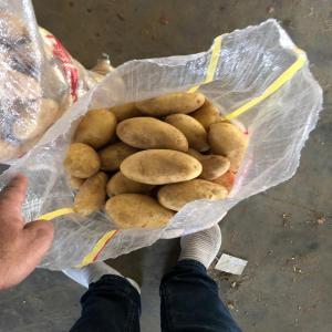  Nos Pommes De Terre Egypte - fruits et légumes nous sommes une société égyptiennes spécialisé dans la commercialisation des divers produits agricoles fruit et légumes d'origine égyptiens en vous propose nos pomme de terre esponta  bonne qualité,  en est prit a exporté par tous dans le