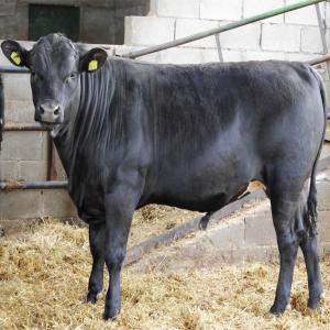  L’exportation L'importation Des Bovins Ovin - animaux vivants nous sommes une société espagnole spécialisé dans l’exportation & l'importation des ( bovins ,  ovines ) vivants vers l’afrique du nord ,  moyen orient...--nous fournissons des génisses de races laitières et allaitantes,  ainsi que des veaux destinés a l