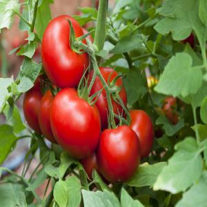 Export Import - autres nous sommes une association de producteurs des produits agricoles donc notre but et d’étendre notre partenariat dans le pays du tier monde et faisons dans la vente des produits alimentaires tels que - concombres de mer,  tomates,  bananes,  blé etc...