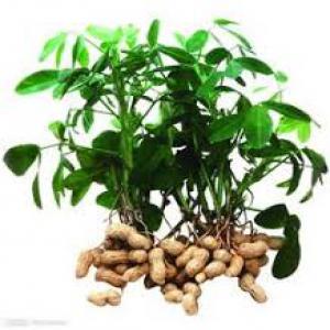  Agence De Developpement Agricole De Rdc - semence graine plant a la recherche des semences ameloirees des graines et plant ,  arachides . mais . les sesames .  et machineries etc