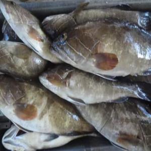  Vente De Poissons Fruits De Mer/ Cl Basé Daka - poissons plateforme de vente de poissons et de fruits de mer et poisson d'eau douce basée à dakar au sénégal. elle est spécialisée dans la distribution à grande échelle,  restaurants et hôtels de la capital dakar et à l'intérieur du p