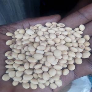  Soja En Vente - matiere vegetale soja conventionnel en sacs de 50 kilogrammes disponible au togo en afrique de l'ouest. le client peut le r&eacute;ceptionner &agrave; lom&eacute; ou partout au togo. ce produit est &eacute;galement susceptible d'etre exporter pour toute destination que ce soit en afrique,  en am&eacute;rique,  en euro