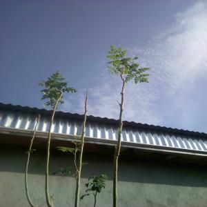  Moringa - fruits secs et graines grillées je  suis dan's un endroit  out on peut opternir des quantities que l'on souhaite avoir mai's je me dispose pas le moyen de livraison donc achat sur eat mieux pour tous