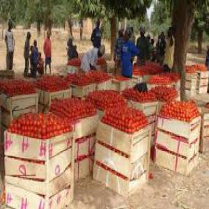  Formation Spéciale Sur La Tomate - conseil et formation 5 facteurs pour réussir la production de la tomate.--bénéficier d’une excellente formation sur la  réussite de la production de la tomate,  depuis la mise  en place de votre exploitation agricole jusqu’à la commercialisation de votre  récolte.--