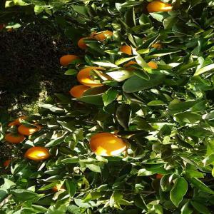  Orange Valencia Late - fruits et légumes nous sommes une société marocaine spécialisée au domaine de production et exportation les fruits et légumes actuellement en en travaille sur l'orange navel très bonne qualité. si vous etes intéressé de travailler avec nous en est a votre