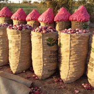  Oignons Frais Pour Fin D'année - fruits et légumes salut, --je commence la récolte d’oignon de variétés violet de galmi,  de safari et violet de karibou sera à partir du 23 décembre 2021. je acheteurs de préférence du ghana,  cote d'ivoire,  togo,  benin pour achat ou achat-livraison. contacter au plus t&o