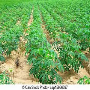  Production De Attieké De Cote D'ivoire - Industrie exploitation bonjour chers investisseurs.--         je suis à la recherche d'un investisseur pour la production de l'attieké en côte d'ivoire .