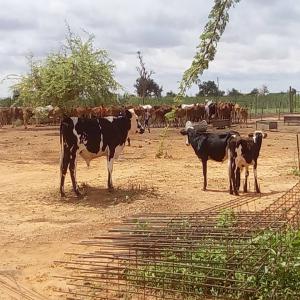  Vente Des Vaches Azawaks Et Goudalis - lait et produits laitiers la ferme pastorale met en vente des vaches laitières azawaks et goudalis.--disponible - 100 de chaque race.--des vaches les plus performantes en production de lait dans la région oust africaine avec une production de 10 litre de lait par traite.des vaches qui aptes pour une meilleure p
