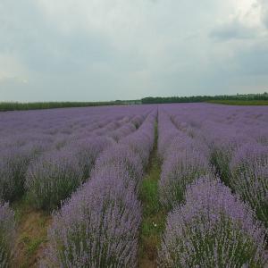  Huile Essentielle Lavande Récolte 2019-bio - huiles bonjour, --petite production familiale d'huile de lavande hemus du nord de la bulgarie, garantie bio,  excellente qualité! récolte 2019(avec certificats de qualité). échantillons disponibles très rapidement, prix a négocier selon la quantité demandé