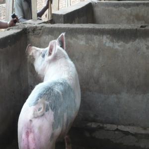  Appui Technique Et Financier - autres la coopérative a une expérience dans les activités agropastorales---- culture et commercialisation du riz;--- elevage de poulets  et de porc.--elle veut augmenter sa production pour vendre ses produits sur le marché sous-régional (communauté d'afrique de l'e