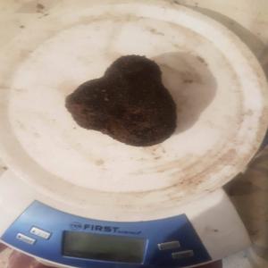  Je Cherche Des Clients Pour Tuber Aestivum - champignon levure je cherche des clients serieux et reguliers pour tuber aestivum- truffe noir d'ete.les truffes sont d origine bulgare.