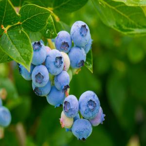  Myrtilles Surgelées. En Direct. - fruits et légumes producteurs de baies en ukraine,  nous avons des myrtilles sauvages surgelées. nous avons également des myrtilles cultivées surgelées. le processing - grade a ou brisures. n'hésitez pas à nous joindre dès aujourd'hui. les quantités,  notamment po