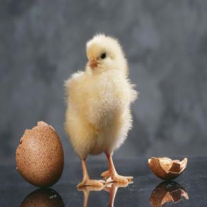  Poussin D'1 Jour - animaux vivants nous avons des poussin d'un jour de très bonne qualité. livraison tout au plus 15 jours après toutes commandes de moins de 5000 poussins.