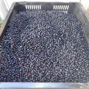  Exporter Dans Toute L'europe - fruits et légumes nous sommes une société roumaine--j'achète des myrtilles frais. en foret sauvage--minimum 1 t,  nous livrons partout en europe avec le réfrigérateur.--j'attends des ordres le prix est de 7, 50 euros / kg------