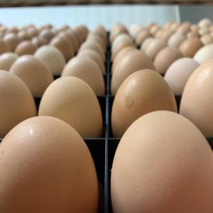  Œufs Couver Poussins De Toutes Espèces - animaux vivants nous exportons les œufs à couver et les poussins d'un jour de toutes les espèces , nous livrons à toutes distances. nos clients peuvent bénéficier de nos conseils terrain  gratuitement.--