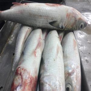  Grey Mullet Fish. - fish grey mullet fish.--frozen.--sises- 500g + / 1kg +----origin- morocco and mauritania.----for export.----the ad is for importers.
