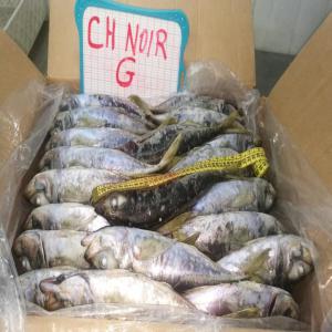  Grandes Quantites De Poisson Congele (fao 34) - poissons produits principalement congel&eacute;s en mer. --origine s&eacute;n&eacute;gal et mauritanie.--petits p&eacute;lagiques (chinchards,  sardinelles,  maquereaux) et autres poissons de fond (divers afrique).--tailles p/m/g.--stocks existant mais r&eacute;-approvisionnement r&eacute;gulier.--approvisionn