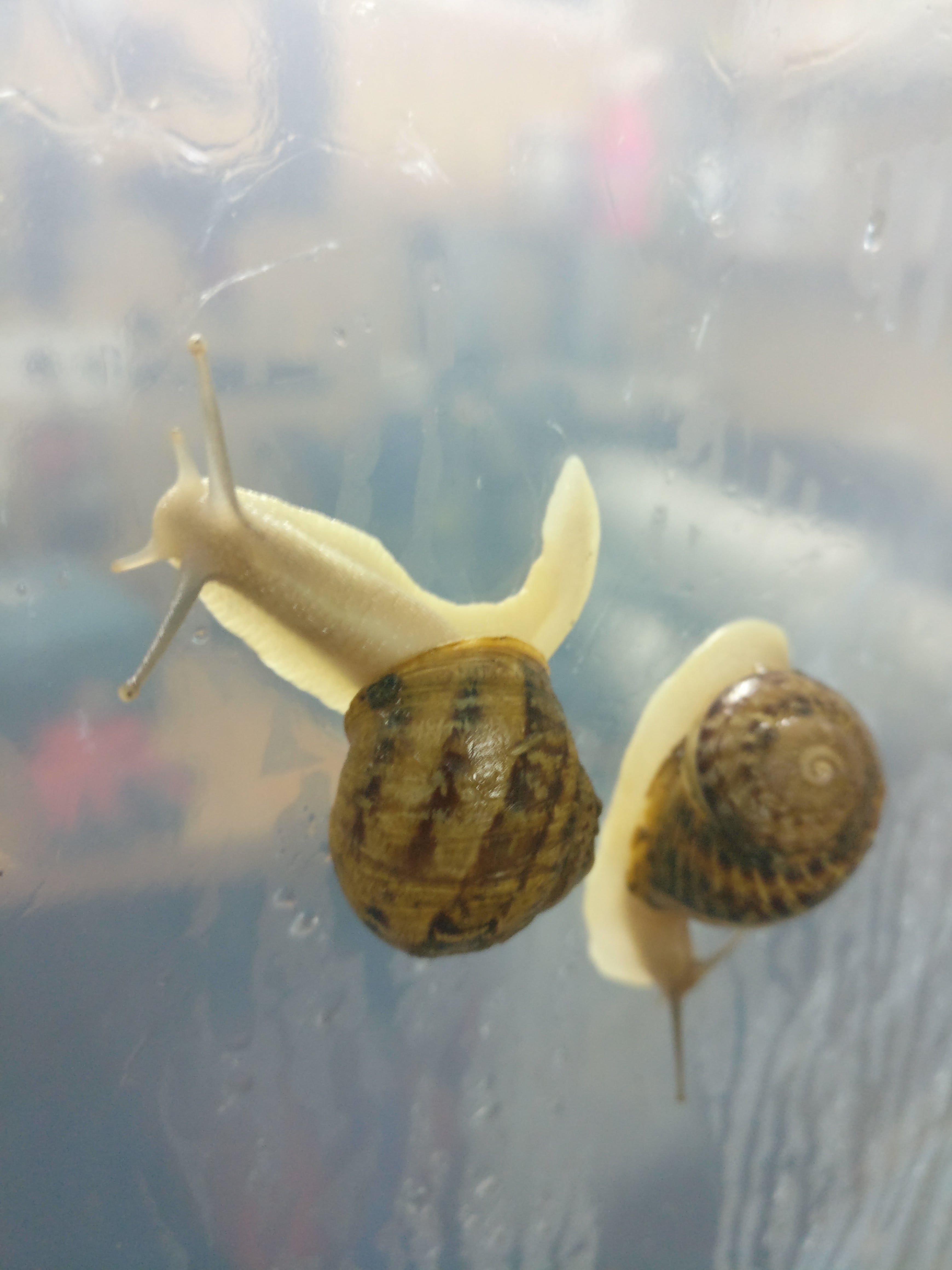  2020 Helix Aspersa Muller And Maxima, Caviar - live animals the first snail farm on the territory of the republic of belarus for the cultivation and sale of sn ails helix aspersa muller and h elix aspersa maxima.--we offer you--live snails helix aspersa muller--snails from 4 to 12 gr.--live snails helix aspersa maxima--snails from 15 to 25 gr.----snails cavi