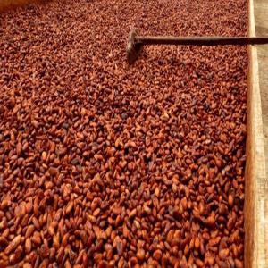  Café, Cacao, Riz; Noix De Cajou En Destokage - café cacao thé nous mettons a votre disposition pour tout achat de noix de cajou,  café,  riz et cacao --alors si vous etes intéresser veuillez me contactez directement