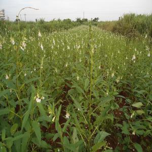  Sésame Trading - céréales je suis au burkina faso je suis un jeune dynamique je sert dans une universit&eacute; publique et mes activit&eacute;s se dirigent vers les mouvements de c&eacute;r&eacute;ales pr&eacute;cis&eacute;ment le s&eacute;same et aussi l'anacarde,  je travaille avec une &eacute;quipe de production,  une &eac