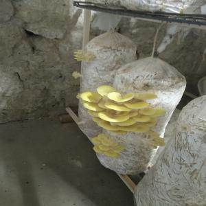  Vends Sac De Culture Pleurotes Grises Et Jeunes - semence graine plant vends sac de culture de pleurotes grises et jaunes.--substrat paille.--taille 69 cm de haut et 35 cm de diamètre.--sac de culture en forme de ton reconstituer.----suivant quantités prix préférentiel. 