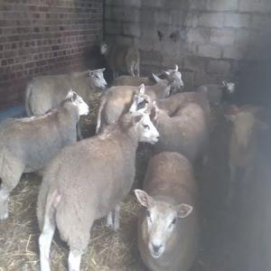  Agneaux Males Texel Et Croisés - animaux vivants dispose d' agneaux males en bon &eacute;tat d' engraissement,  nourris traditionnellement sur le nord de france plus de + 35 kgs &agrave; 50 kgs et plus --130 euros piece les plus petits --- a partir de 130 euros --- 25 &agrave; 30 minimum --- a partir de 130 euros 