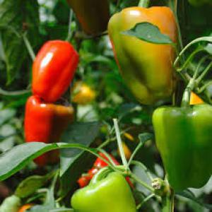  Recherche De Partenariat Gagnant Gagnant - fruits et légumes mon pays poss&egrave;de une &eacute;norme richesse en sol cultivable mais peu de producteur agricole par preuve nous importons nos denr&eacute;es alimentaires. notre coop&eacute;rative cherche des partenaires pour &oelig;uvrer ensemble dans le mara&icirc;chage. nous avons l'espace la ressource mais 